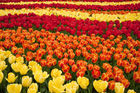 Tulips display