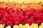Tulips display