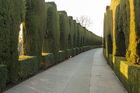Tree lined walkway inside the Alhabra complex
