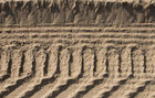 Track marks in the sand