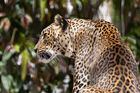 Sri Lankan leopard