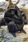 Lowland gorilla