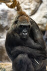 Lowland gorilla
