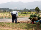Local farmer tends a field at the foot of Mt Fuji
