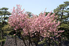 April's cherry blossom in Imperial Palace garden