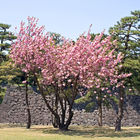 April's cherry blossom in Imperial Palace garden