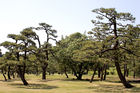 Trees in Imperial Palace garden