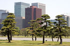 Tress in Imperial Palace garden with skyline in the background