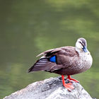 Ninomaru Palace Garden, Nijo-Jo
