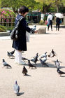 Friendly pigeons in Maruyama Park