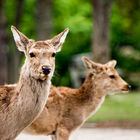 Deer in Nara-koen Park