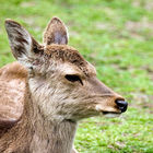 Deer in Nara-koen Park