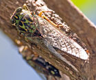 A cicada making noise on Flagstaff Hill