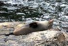 Fur seal
