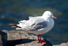 Gull at Taiaroa Head
