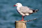Gull at Taiaroa Head