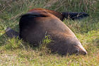 Fur seal resting by Taiaroa Head
