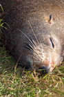 Fur seal resting by Taiaroa Head