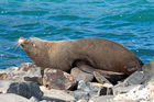 Fur seal resting on Taiaroa Head