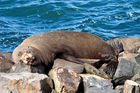 Fur seal resting on Taiaroa Head
