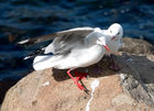 Gulls on Taiaroa Head