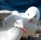 Gulls on Taiaroa Head