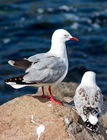 Gulls on Taiaroa Head