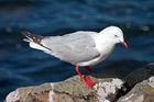 Gull on Taiaroa Head