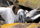 Gulls on Taiaroa Head