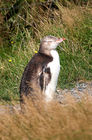 Yellow-eyed penguin (Megadyptes antipodes)