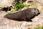 Fur seal resting at Harrington Point