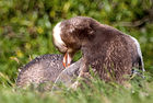 Yellow-eyed penguin (Megadyptes antipodes)