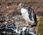 Yellow-eyed penguin (Megadyptes antipodes)