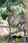 Monkeys in the Perdana Botanical Gardens