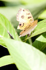 Butterfly on a leaf