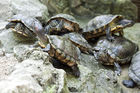 Fresh water turtles