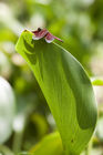 Butterfly on a leaf