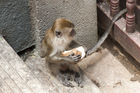 Monkey eating on the stairs