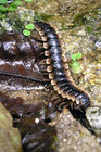 Centipede along the Parit Falls trail