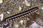 Centipede along the Parit Falls trail