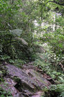 Walking along the Parit Falls trail