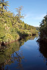 Reflections in Lake Mangamahoe