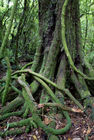 Trees in Anzac Park Scenic Reserve