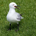 Gull on the banks of the Wairoa River