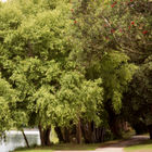 Pohutukawa tree in the foreground (NZ christmas tree) on the bank of the Wairoa River