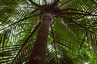 Looking up at the Grays Bush Scenic Reserve