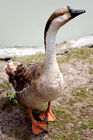 Sebastopol goose at Haumoana Farmyard Zoo
