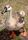 Sebastopol goose at Haumoana Farmyard Zoo
