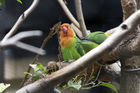 Fischer's Lovebird
