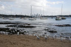 Seagulls chasing leftovers by Watson Bay